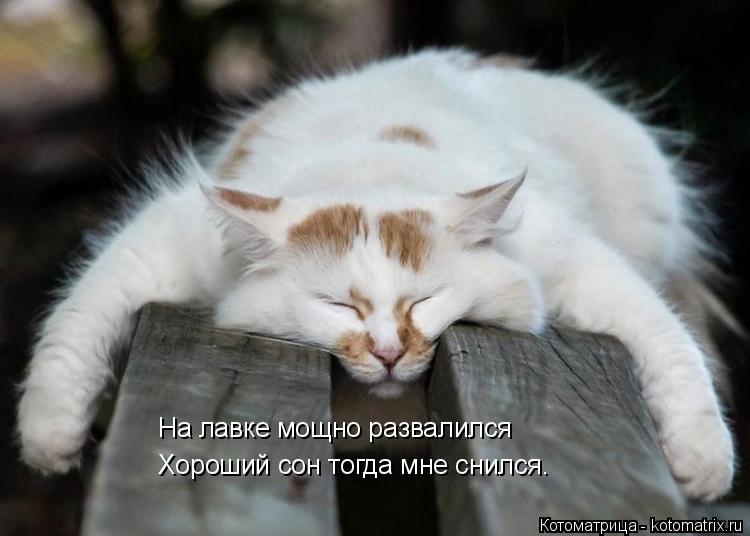 Котоматрица: На лавке мощно развалился Хороший сон тогда мне снился.