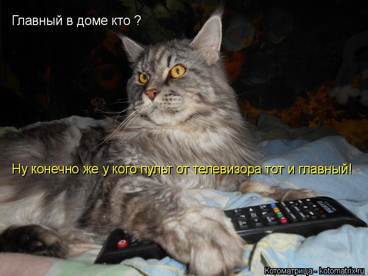 Котоматрица: Главный в доме кто ?  Ну конечно же у кого пульт от телевизора тот и главный!