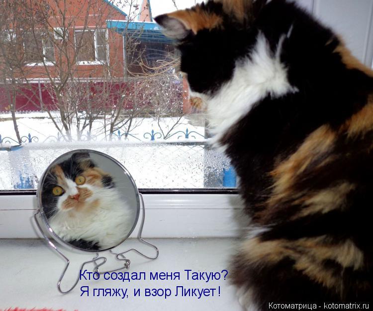 Котоматрица: Кто создал меня Такую?  Я гляжу, и взор Ликует !