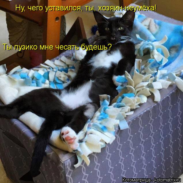 Котоматрица: Ну, чего уставился, ты, хозяин-неумёха! Ты пузико мне чесать будешь?