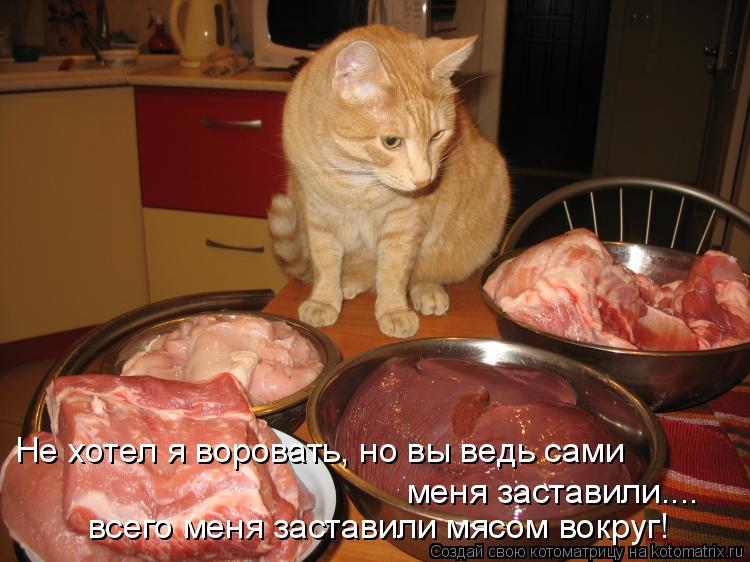 Не хотел я воровать, но вы ведь сами меня заставили.... всего меня заставили мясом вокруг!... Котоматрица: Не хотел я воровать, но вы ведь сами меня заставили.... всего меня заставили мясом вокруг!