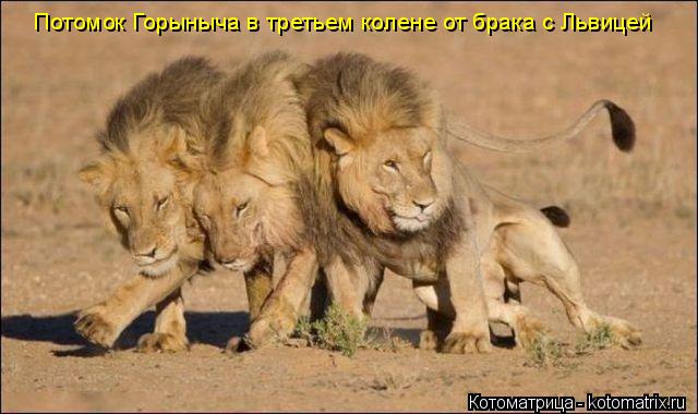 Котоматрица: Потомок Горыныча в третьем колене от брака с Львицей