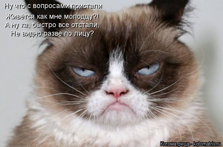 Котоматрица: Ну что с вопросами пристали  Живётся как мне молодцу?!  А ну ка, быстро все отстали,  Не видно разве по лицу?