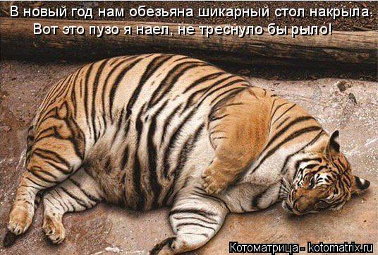 Котоматрица: В новый год нам обезьяна шикарный стол накрыла.   Вот это пузо я наел, не треснуло бы рыло!
