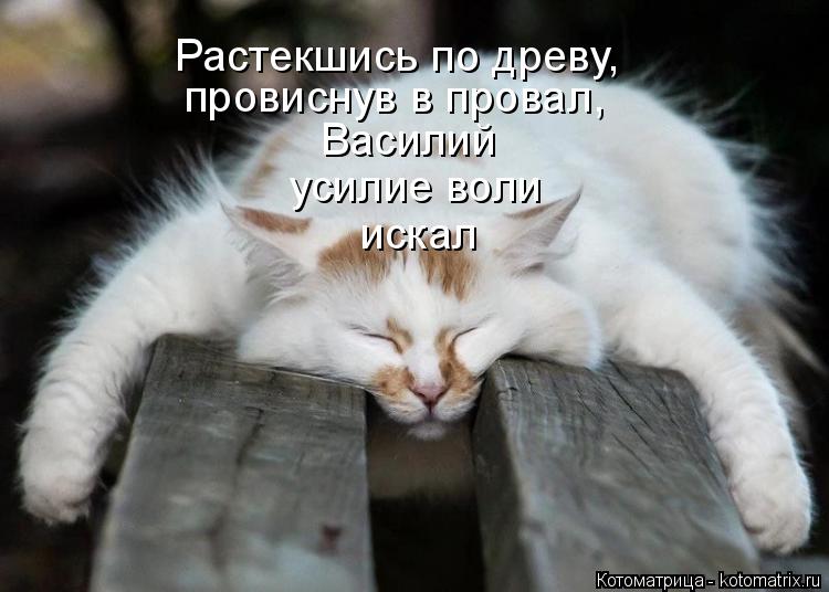 Василий усилие воли искал Растекшись по древу, провиснув в провал,... Котоматрица: Василий усилие воли искал Растекшись по древу, провиснув в провал,