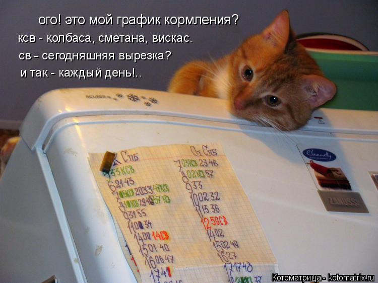 Котоматрица: ого! это мой график кормления? ксв - колбаса, сметана, вискас. св - сегодняшняя вырезка? и так - каждый день!..