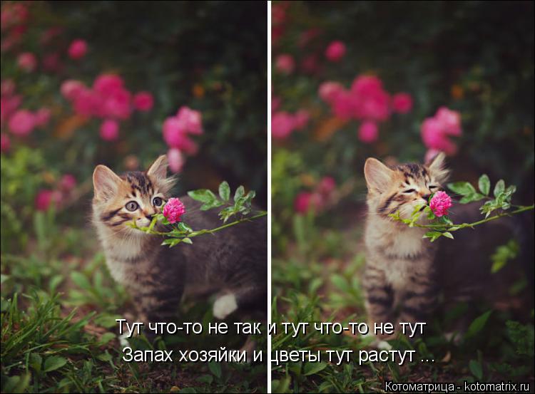 Котоматрица: Тут что-то не так и тут что-то не тут Запах хозяйки и цветы тут растут ...