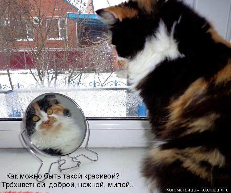 Котоматрица: Трёхцветной, доброй, нежной, милой... Как можно быть такой красивой?!