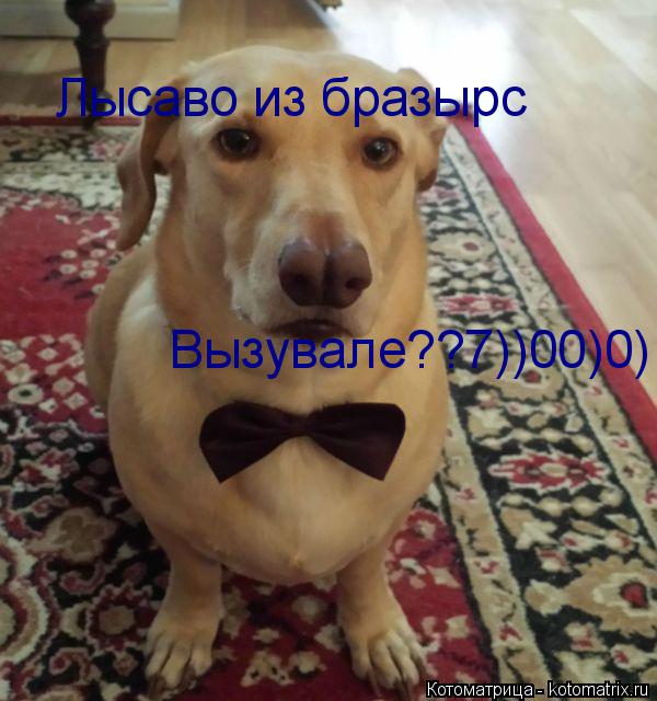 Котоматрица: Лысаво из бразырс Вызувале??7))00)0)