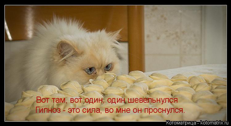 Котоматрица: Вот там, вот один, один шевельнулся Гипноз - это сила, во мне он проснулся.