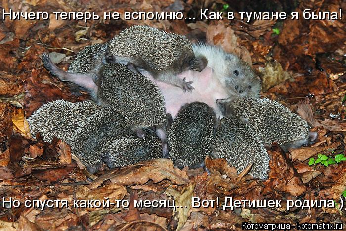 Котоматрица: Но спустя какой-то месяц... Вот! Детишек родила ))) Ничего теперь не вспомню... Как в тумане я была!
