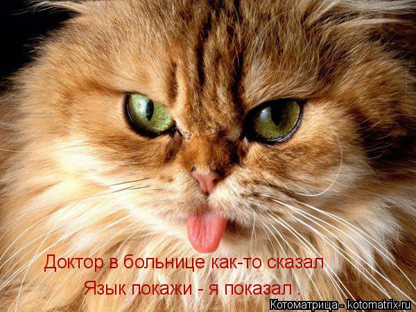 Котоматрица: Доктор в больнице как-то сказал Язык покажи - я показал .