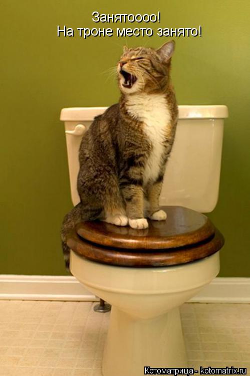 Котоматрица: Занятоооо!   На троне место занято!