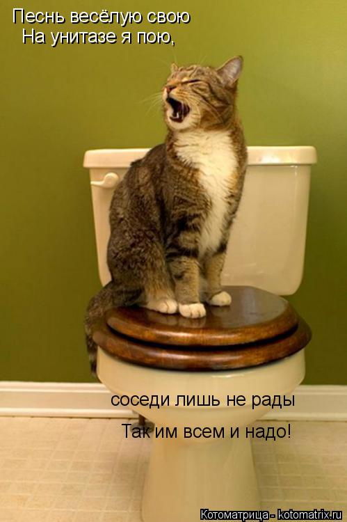 Котоматрица: Песнь весёлую свою   На унитазе я пою,  соседи лишь не рады  Так им всем и надо!