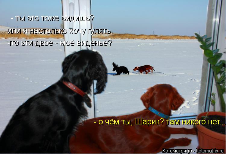 Котоматрица: - ты это тоже видишь? или я настолько хочу гулять, что эти двое - моё виденье? - о чём ты, Шарик? там никого нет...