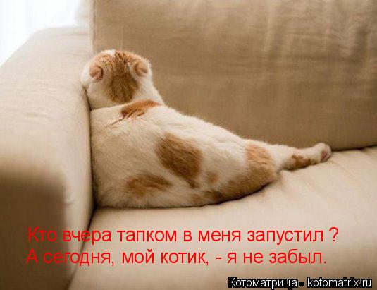 Котоматрица: Кто вчера тапком в меня запустил ? А сегодня, мой котик, - я не забыл.