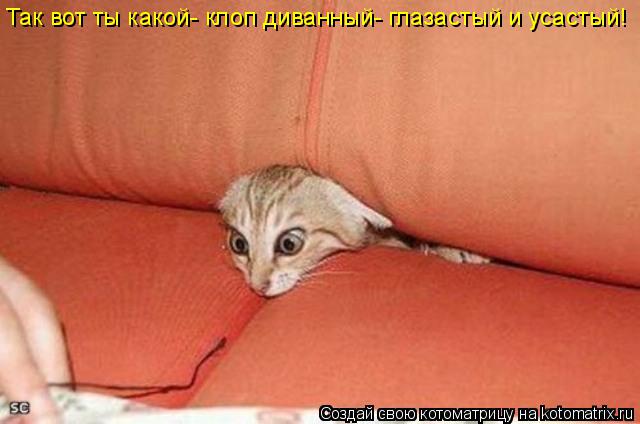 Так вот ты какой- клоп диванный- глазастый и усастый!... Котоматрица: Так вот ты какой- клоп диванный- глазастый и усастый!