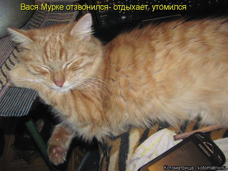 Вася Мурке отзвонился- отдыхает, утомился... Котоматрица: Вася Мурке отзвонился- отдыхает, утомился