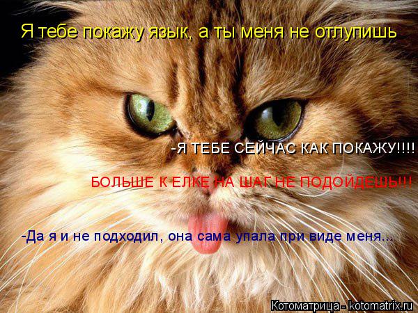 Котоматрица: Я тебе покажу язык, а ты меня не отлупишь -Я ТЕБЕ СЕЙЧАС КАК ПОКАЖУ!!!!  БОЛЬШЕ К ЕЛКЕ НА ШАГ НЕ ПОДОЙДЕШЬ!!! -Да я и не подходил, она сама упала пр