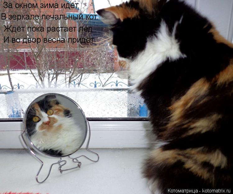 Котоматрица: За окном зима идёт,  В зеркале печальный кот.   Ждёт пока растает лёд   И во двор весна придёт