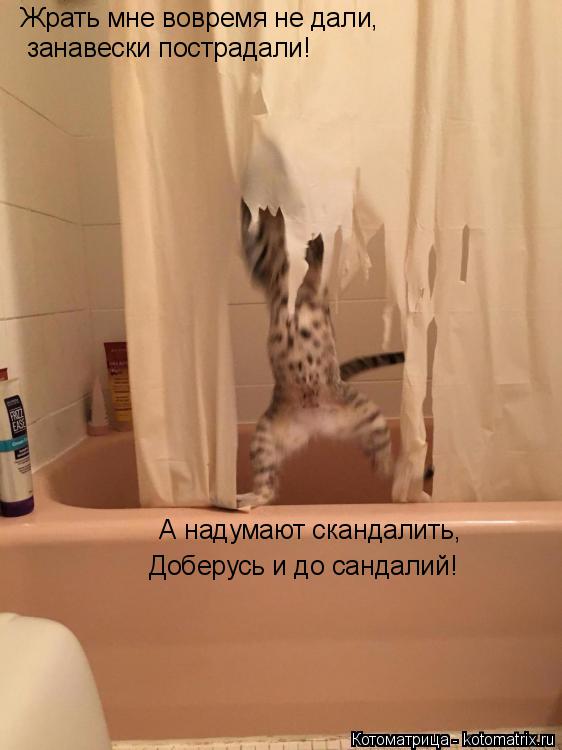 Котоматрица: Жрать мне вовремя не дали,  занавески пострадали!   А надумают скандалить,  Доберусь и до сандалий!