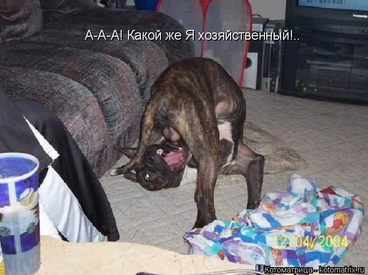 Котоматрица: А-А-А! Какой же Я хозяйственный!..