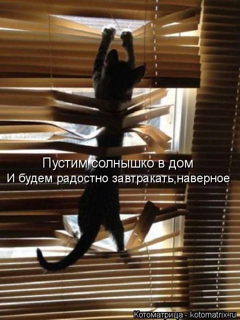 Котоматрица: Пустим солнышко в дом И будем радостно завтракать,наверное