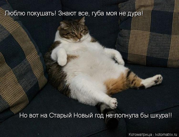 Котоматрица: Люблю покушать! Знают все, губа моя не дура! Но вот на Старый Новый год не лопнула бы шкура!!