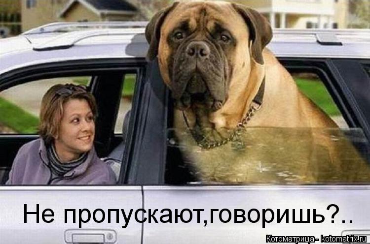 Котоматрица: Не пропускают,говоришь?..