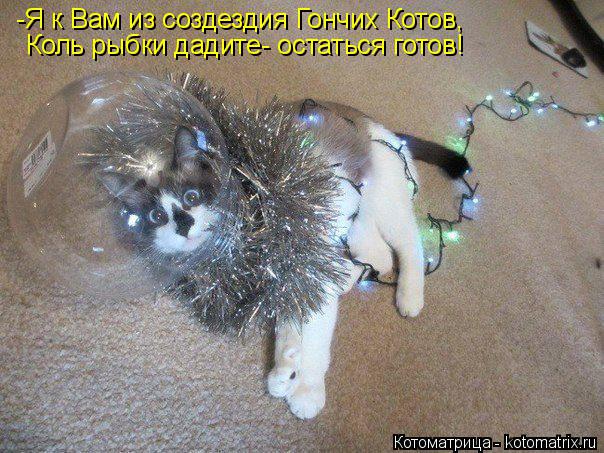 Котоматрица: -Я к Вам из создездия Гончих Котов, Коль рыбки дадите- остаться готов!