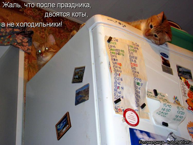 Котоматрица: Жаль, что после праздника, двоятся коты, а не холодильники!