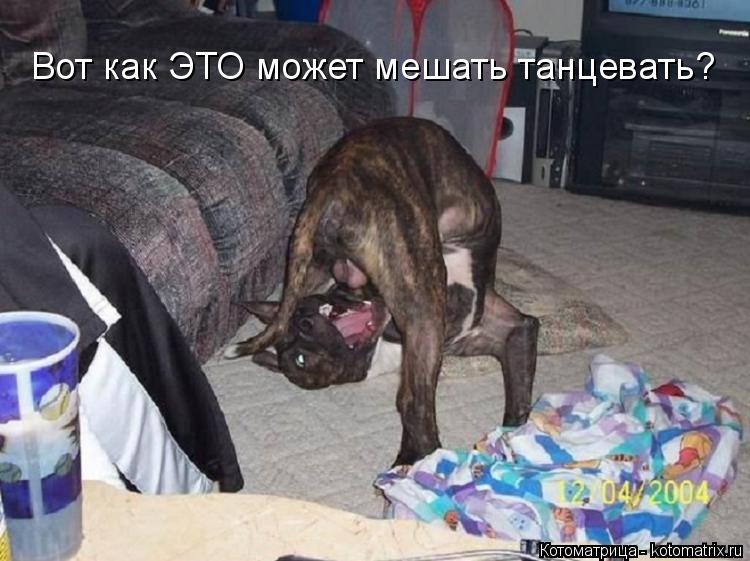 Котоматрица: Вот как ЭТО может мешать танцевать?