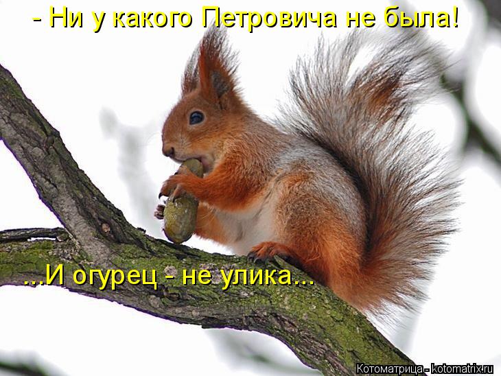 Котоматрица: - Ни у какого Петровича не была! ...И огурец - не улика...