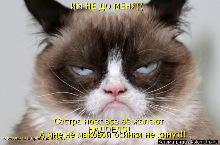 Котоматрица: Сестра ноет все её жалеют НАДОЕЛО! А мне не маковой осинки не кинут!! ИМ НЕ ДО МЕНЯ(( Адресована в приют для котов