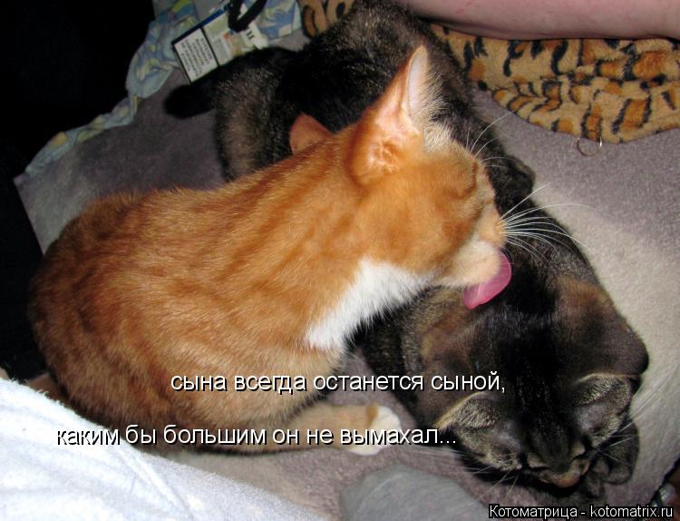 Котоматрица: сына всегда останется сыной, каким бы большим он не вымахал...