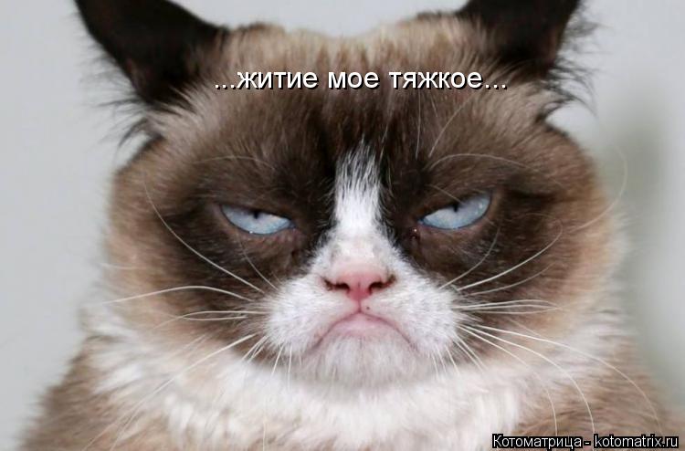 Котоматрица: ...житие мое тяжкое...