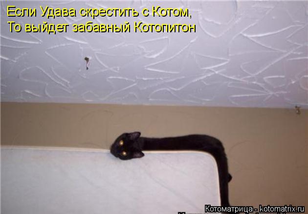 Котоматрица: Если Удава скрестить с Котом,  То выйдет забавный Котопитон