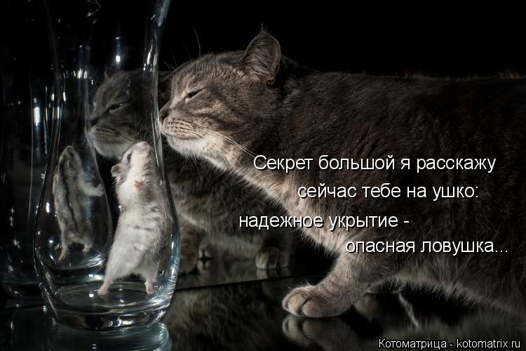 Котоматрица: Секрет большой я расскажу сейчас тебе на ушко: надежное укрытие - опасная ловушка...