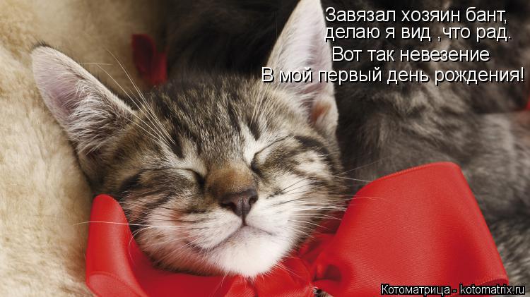 Котоматрица: Завязал хозяин бант,  делаю я вид ,что рад.  Вот так невезение  В мой первый день рождения!