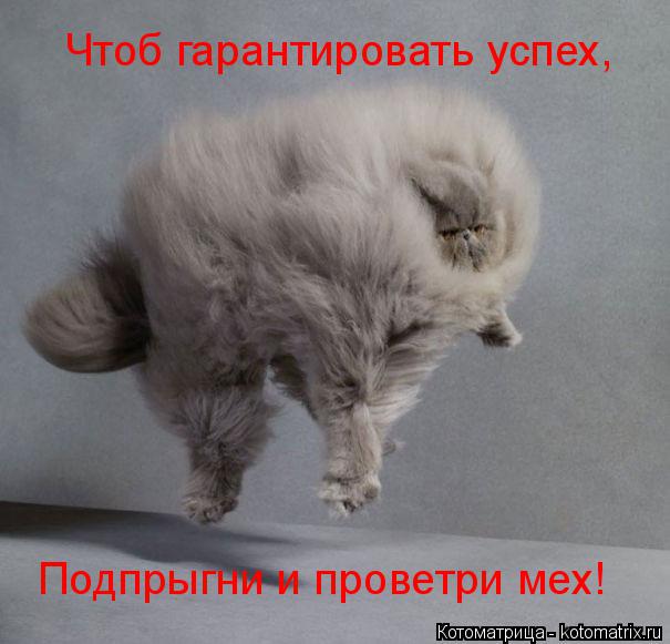 Котоматрица: Чтоб гарантировать успех, Подпрыгни и проветри мех!