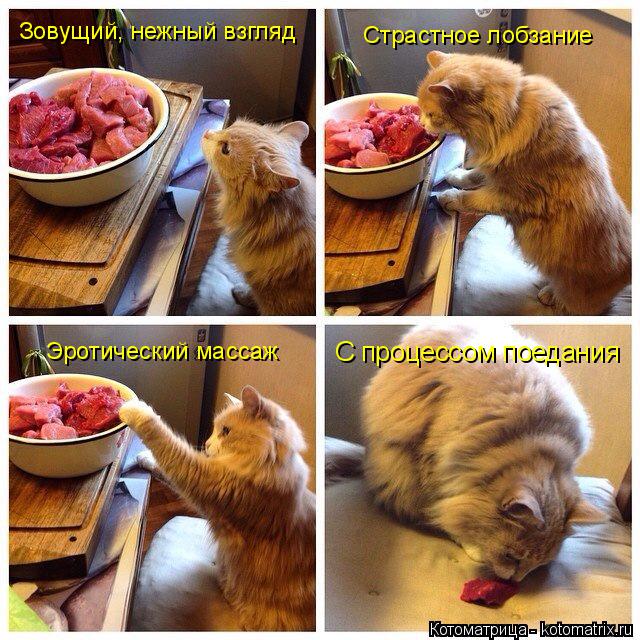 Котоматрица: Зовущий, нежный взгляд Страстное лобзание Эротический массаж С процессом поедания
