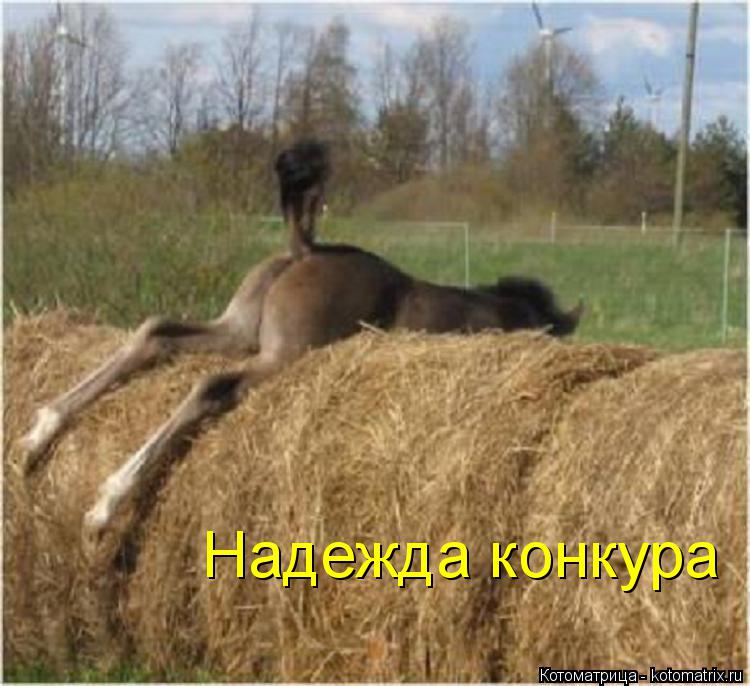 Надежда конкура... Котоматрица: Надежда конкура