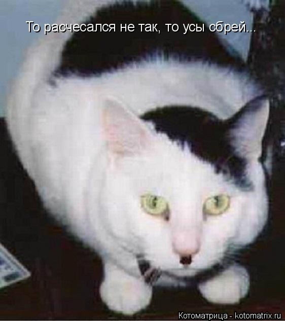 Котоматрица: То расчесался не так, то усы сбрей...