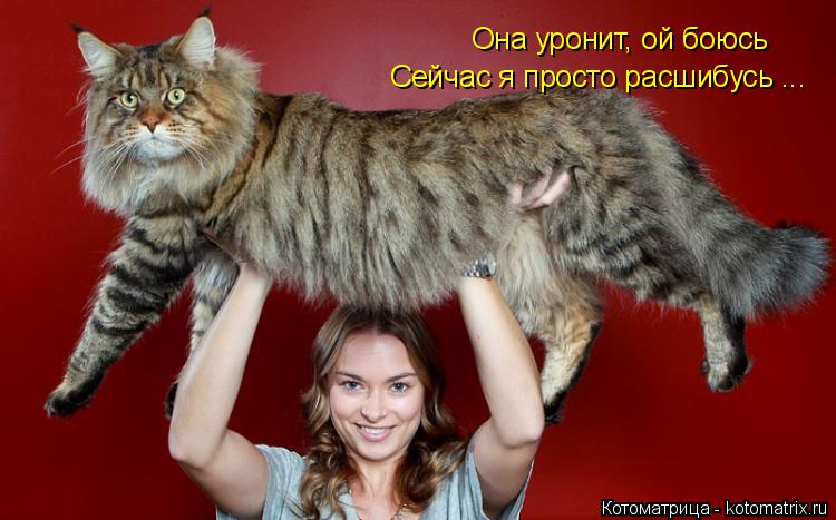 Она уронит, ой боюсь Сейчас я просто расшибусь ...... Котоматрица: Она уронит, ой боюсь Сейчас я просто расшибусь ...