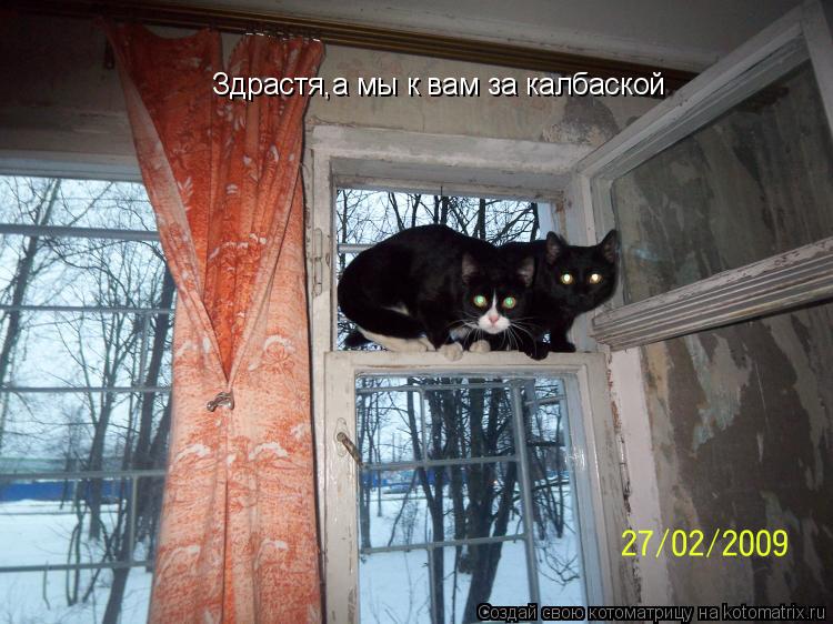 Здрастя,а мы к вам за калбаской... Котоматрица: Здрастя,а мы к вам за калбаской