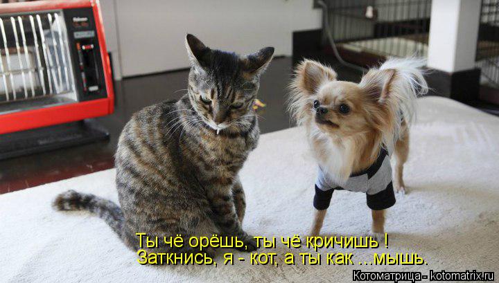 Ты чё орёшь, ты чё кричишь ! Заткнись, я - кот, а ты как ...мышь.... Котоматрица: Ты чё орёшь, ты чё кричишь ! Заткнись, я - кот, а ты как ...мышь.