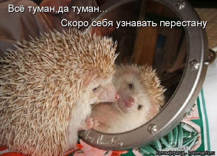 Котоматрица: Всё туман,да туман... Скоро себя узнавать перестану