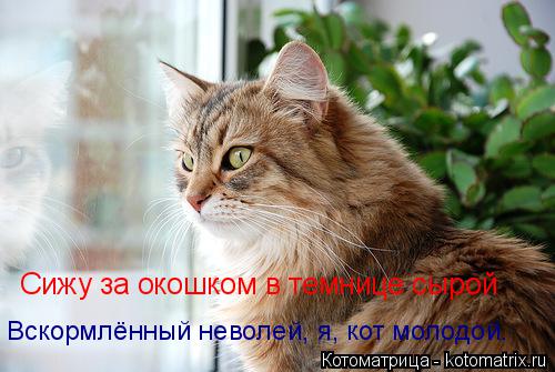 Котоматрица: Сижу за окошком в темнице сырой Вскормлённый неволей, я, кот молодой.