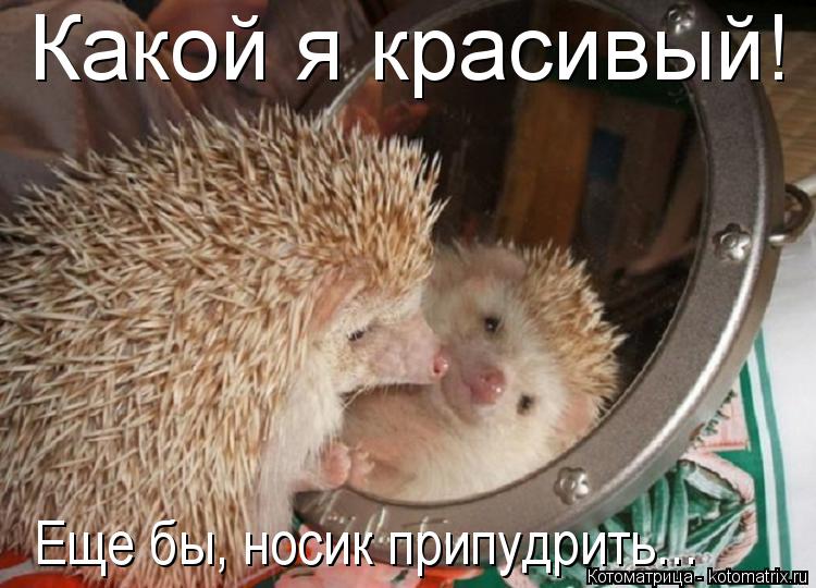 Котоматрица: Какой я красивый! Еще бы, носик припудрить...