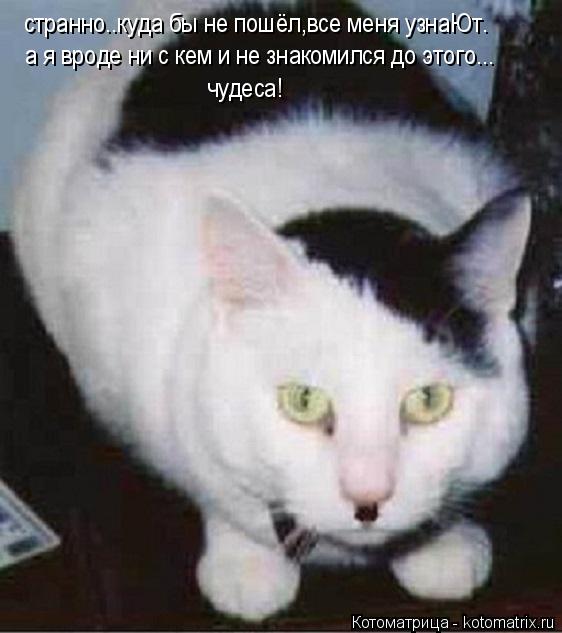 Котоматрица: странно..куда бы не пошёл,все меня узнаЮт. а я вроде ни с кем и не знакомился до этого... чудеса!